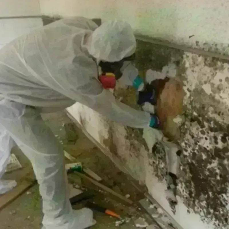 Mold Remediation and Removal in Eagle River, AK